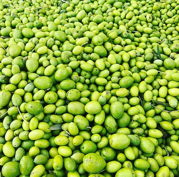 This ultra fruity Coratina displays sweet notes of McIntosh apple and juicy green pear with complimentary bitterness and plenty of lingering prickly heat. This ultra fruity Coratina displays sweet notes of McIntosh apple and juicy green pear with complimentary bitterness and plenty of lingering prickly heat.