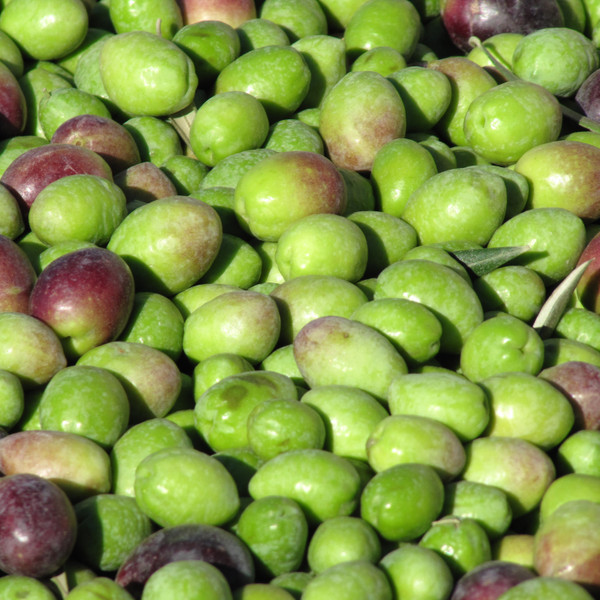 Our Chilean Arbequina has a creamy mouth feel and displays sweet almond in the center with a pleasant savory finish reminiscent of green tea leaf and spicy arugula.