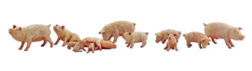 Scenic Accents Yorkshire Pigs N Scale Woodland Scenics
