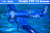 F4U-1D Corsair 1/32 Trumpeter