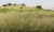 Static Grass- Light Green (2mm) Woodland Scenics