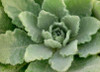 Mullein Leaf Tincture 30ml Mullein Leaf Tincture 30ml
