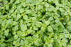 Catnip Tincture 30ml Catnip Tincture 30ml