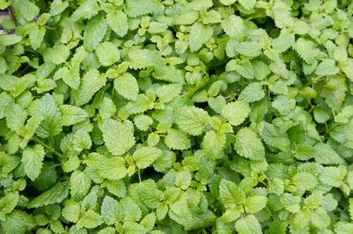 Catnip Tincture 30ml Catnip Tincture 30ml