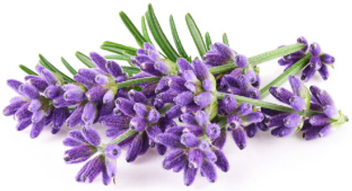 Lavender + Magnesium Body Gel 8 oz