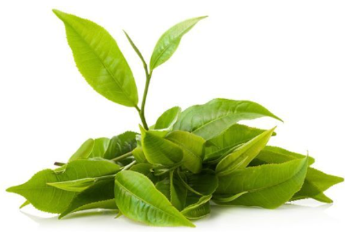 Green Tea + Collagen Face Cream 4 oz