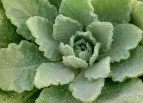 Mullein + Reishi Synergism Capsules - *Lung Health