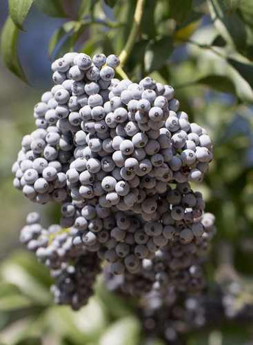 Elderberry + Turkey Tail Mushroom Synergism Capsules  - *Immune Support