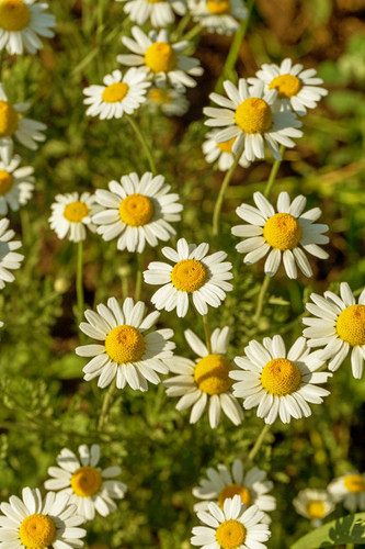 Chamomile + Pine Pollen Synergism Capsules - *Hormone Support