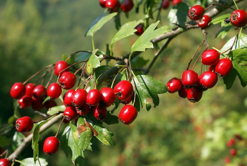 Hawthorn + Shiitake Mushroom Synergism Capsules - *Heart Health