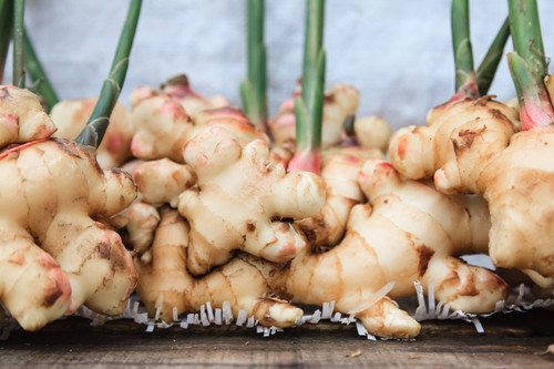 Activated Charcoal + Ginger Root Synergism Capsules - *Digestive Support