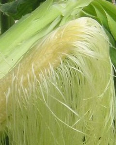 Whole Onion + Corn Silk + D-Mannose Synergism Capsules- *Bladder & Kidney Support.
