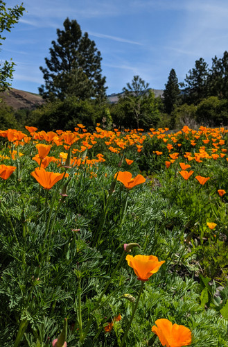 California Poppy + Ginkgo Synergism Capsules - *Mood Support