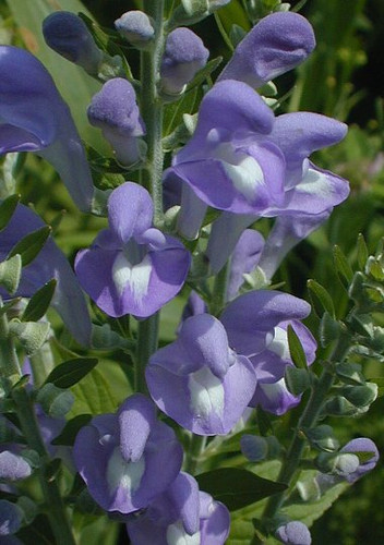 Skullcap+ Valerian Root Synergism Capsules - *Sleep Support
