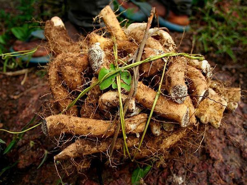  Wild Yam + Chamomile Synergism Capsules - *Hormone Support 