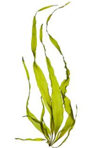  Raw Nutrient  Synergism Capsules - *Nutrition Support 