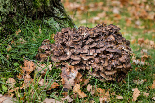 Maitake Mushroom + Ceylon Cinnamon Synergism Capsules- *Blood Sugar & Glucose Support.