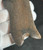 Very Good Unnumbered 1935 Mauser “G” date P.08 grips S/42- DE154 marked