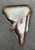 Very Good 1942 E.G. Leuner Pigskin P.08 Luger Holster