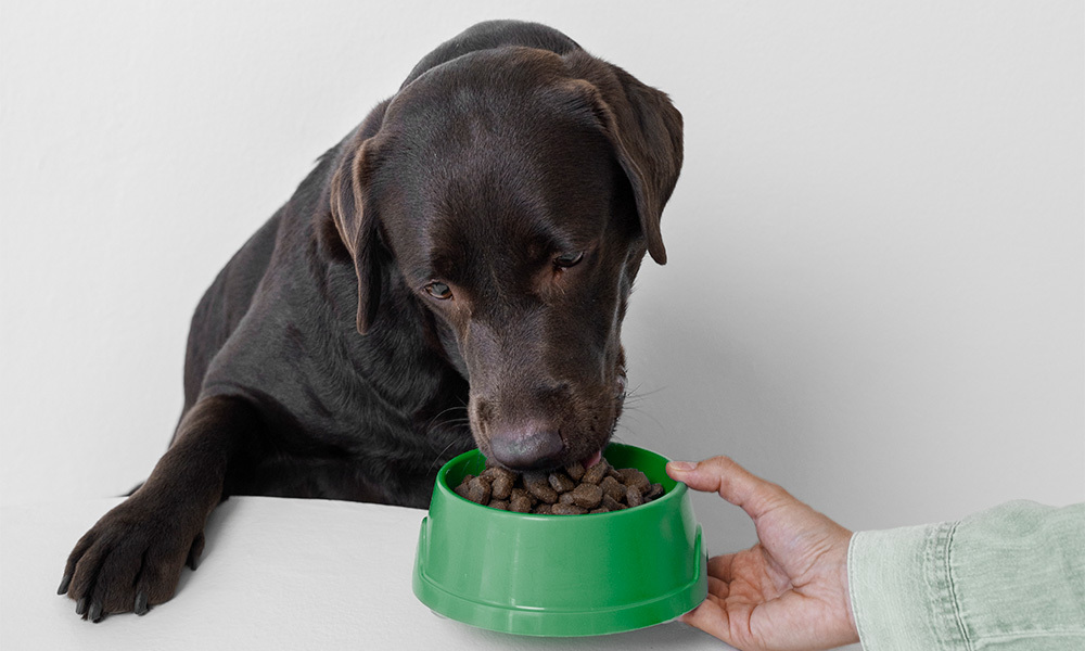 Servicio Veterinaria en Farmacia Balcells Viles en Sabadell