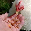 Soy-Free Chicken Scratch  eaten by a chicken