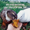 Scratch and Peck Feeds® Organic Chicken Scratch n’ Corn, 10 lbs