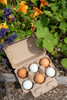 Duck 6-Egg Super Jumbo Paper-Pulp Carton