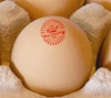 Brown egg in paper pulp carton with good morning sunburst egg stamp