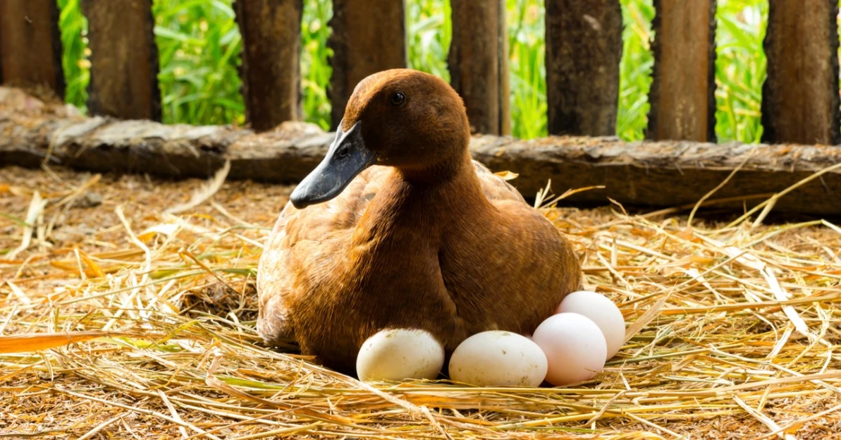 Duck Egg Problems: Why Your Ducks Aren’t Laying