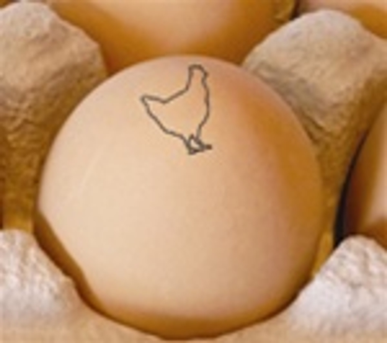 Egg Carton Stamp - Crafty Chicken Co