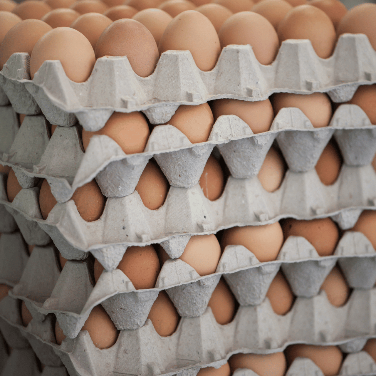 Daizah Natural Pulp Paper Egg Cartons Flats Holds 30 Eggs (Set of 15) Prep & Savour