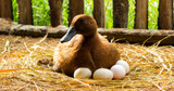 Duck Egg Problems: Why Your Ducks Aren’t Laying