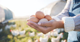 How To Start an Egg Subscription: A Step-by-Step Guide