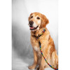 Rainbow Dog Leash
