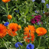 Wildflower Seed Packet