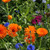 Wildflower Seed Packet