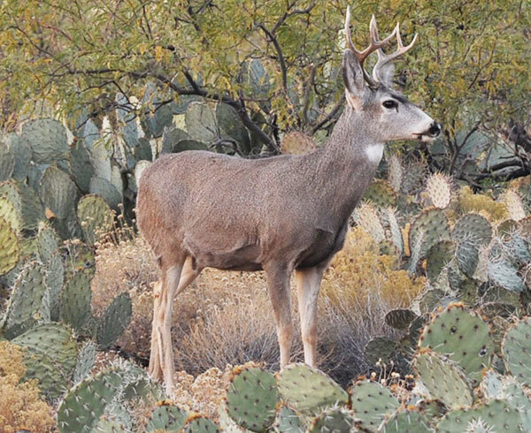 mule-deer-buck.jpg