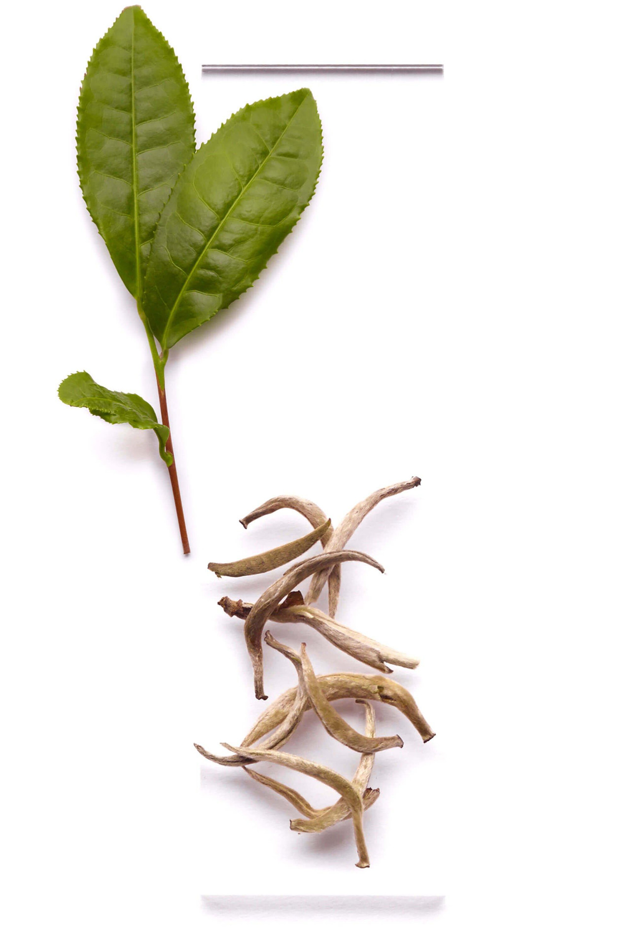 WHITE TEA
