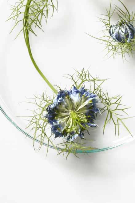 BLACK CUMIN