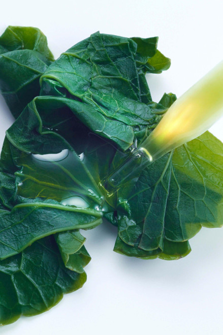 Gotu Kola