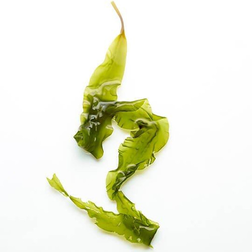 Kelp