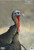 Birchwood Casey Pregame 12 x 18 Inch Turkey Targets * Realistic Shooting Practice with 8 Targets per Pack
