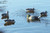 MOJO Rippler Mallard Drake Decoy with Realistic Body and Motion for Waterfowl Hunting