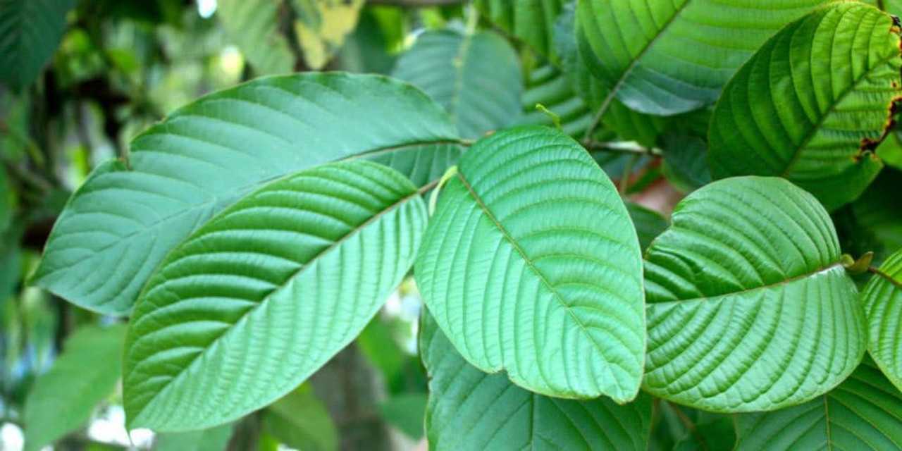 Fresh kratom shipments 2023