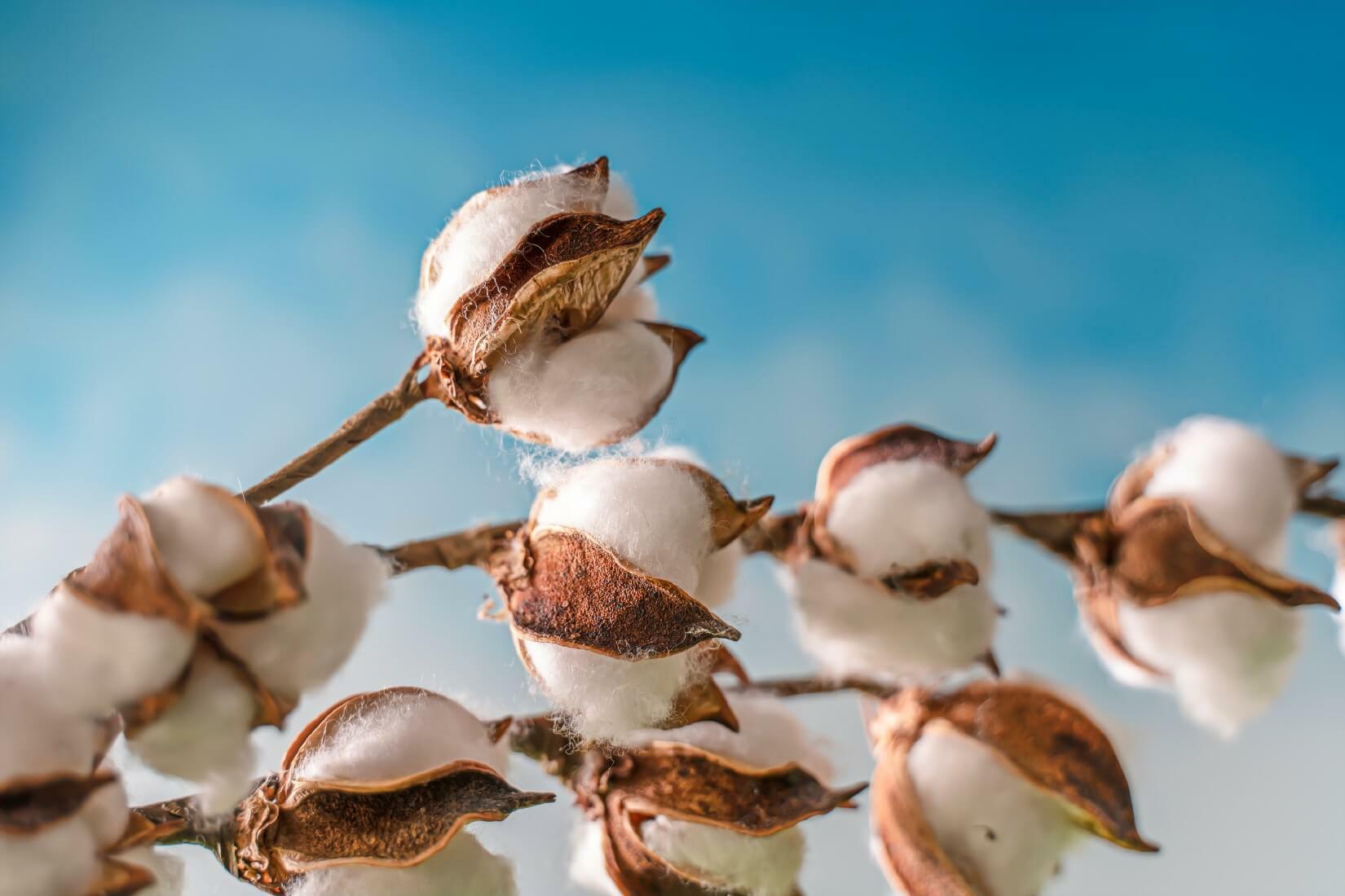 Cotton bolls on branch against blue sky.