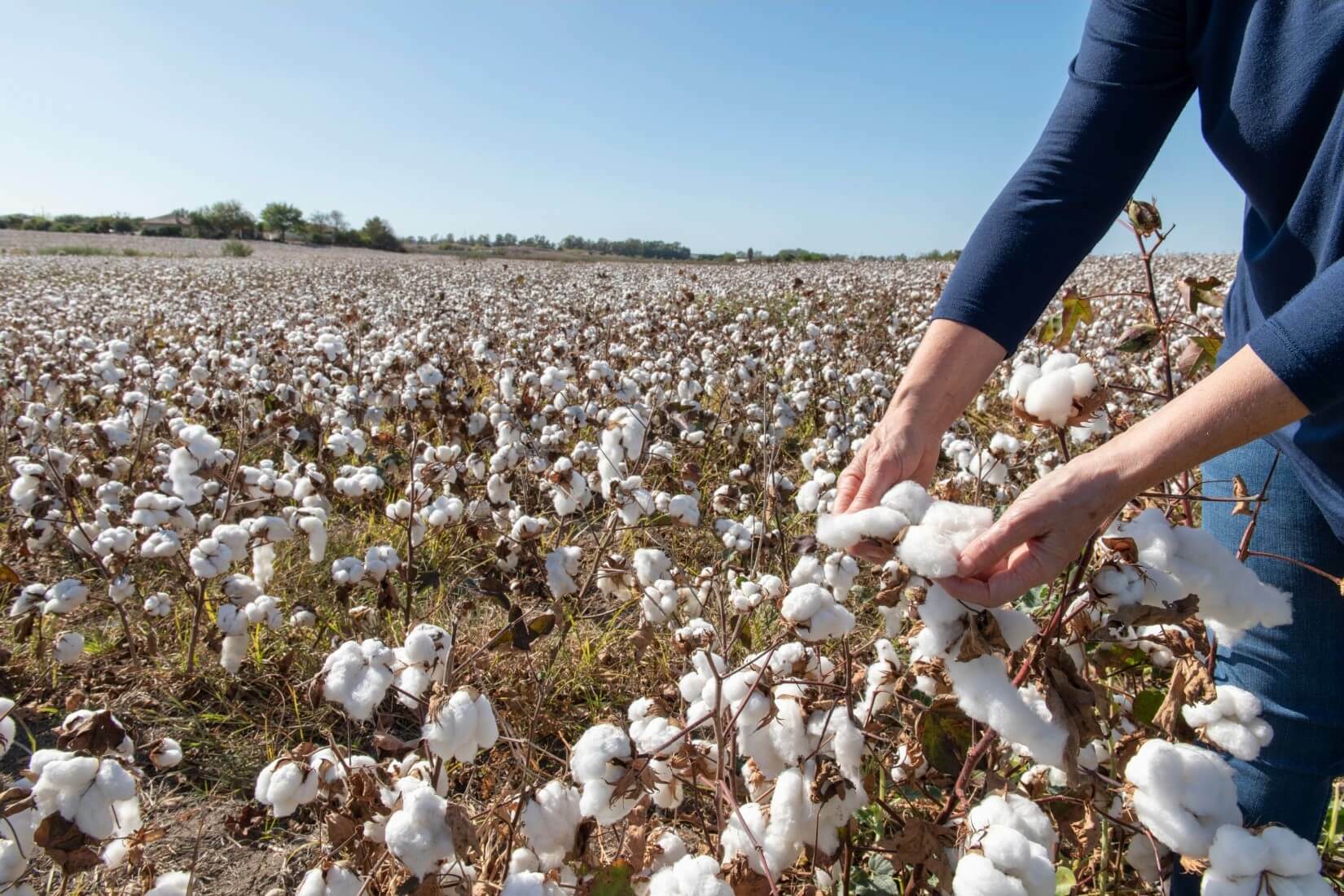 Person picking cotton in a field on a sunny day.