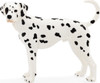 Dalmatian 1