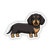 Black Short Haired Dachshund