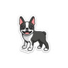 Boston Terrier