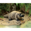 Baby Platypus 1